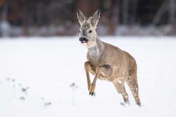 Beautiful young deer on a winter day. Everything covered in fresh white snow, more falling down. Cute cub in nature. Meadow, forest, typical animal.