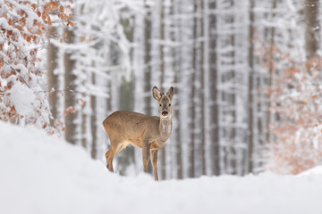 Beautiful young deer on a winter day. Everything covered in fresh white snow, more falling down. Cute cub in nature. Meadow, forest, typical animal.