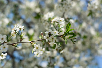 white flowers of cherry tree in spring