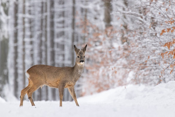 Beautiful young deer on a winter day. Everything covered in fresh white snow, more falling down. Cute cub in nature. Meadow, forest, typical animal.