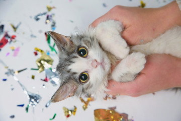 Little furry kitten playing on a festive background