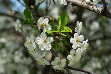 bee pollinates old apple flowers