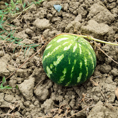 The growing water-melon in the field