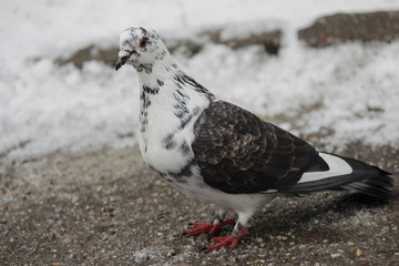 pigeon on the ground