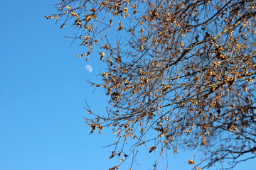 겨울 느릅나무사이의 낮에 나온 반달