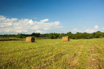 Coils of hay lying on field