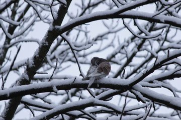 sparrow on branch of tree