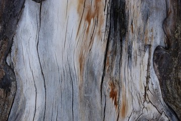 gray wooden texture of dry old wood with black cracks