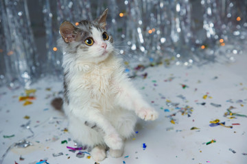 Little furry kitten playing on a festive background
