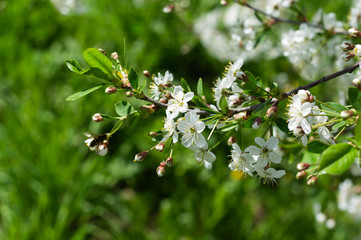 Apple tree branches with white flowers on a green grass background