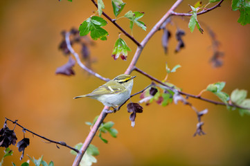 Bird on branch