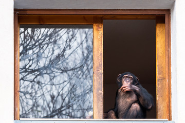 Singe chimpanzé domestiqué assis à une fenêtre
