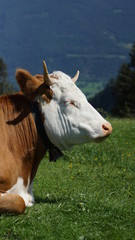 schöne braune Kuh mit weißen Kopf entspannt sich in den Alpen auf einer grünen Weide