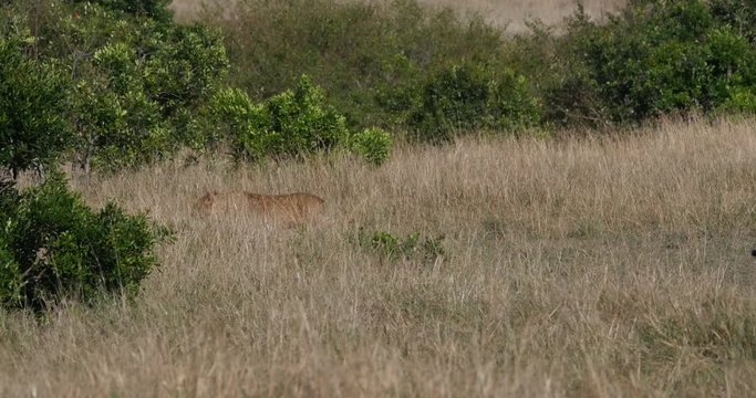 African Lion, panthera leo, Cubs entering bush, Nairobi Park in Kenya, Real Time 4K