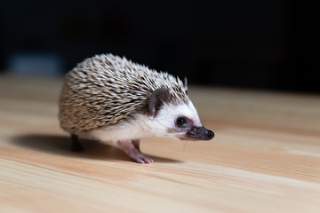 Domestic young hedgehog portrait in home interior