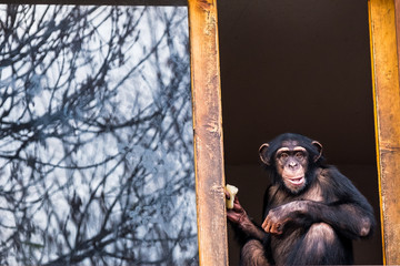 Chimpanzé assis sur une fenêtre