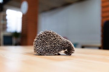 Domestic young hedgehog portrait in home interior