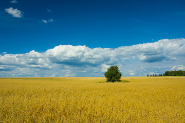 Fototapeta premium Oat field, single tree, horizon and beautiful clouds on blue sky