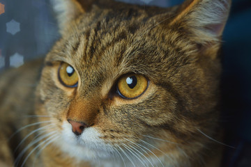 Striped cat in the hands of a girl on a festive background