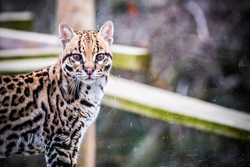 Portrait d'un ocelot