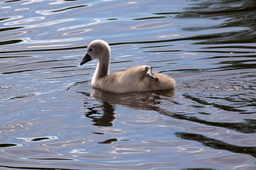 Cygnet showing off by paddling with only one foot.