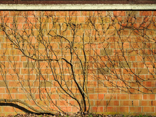 Shoots ivy, Hedera, on a brick wall