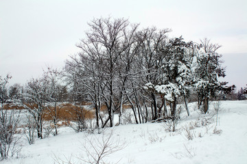 Snow covered trees on frosty evening. Beautiful winter forest landscape at snowfall