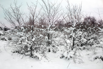 Snow covered trees on frosty evening. Beautiful winter forest landscape at snowfall