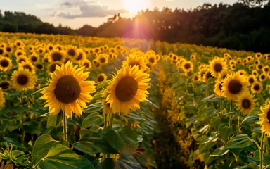 Foto op Aluminium Landschap van een zonnebloemboerderij. Een veld met zonnebloemen hoog in de berg. Produceer milieuvriendelijke, natuurlijke zonnebloemolie. © Milcho