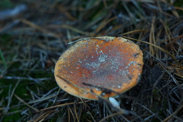 mushroom in the forest close-up