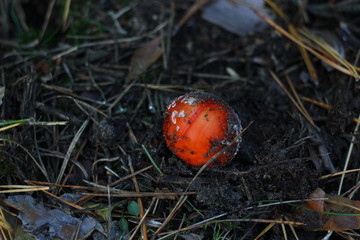red fly agaric close up