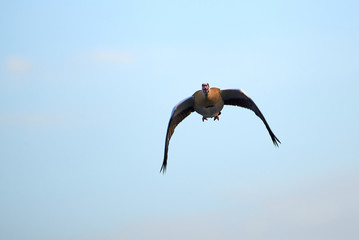 Egyptian goose in flight  (Alopochen aegyptiaca)