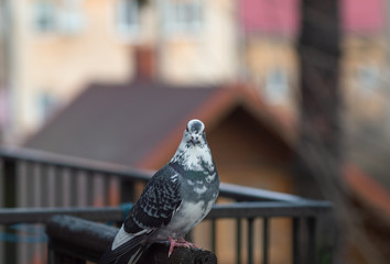 A white spotted dove sits on a fence