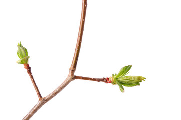 A spring branch of hawthorn (Crataegus) with budding leaves. Isolated on white.
