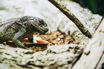 Hydrosaurus pustulatus, lézard	