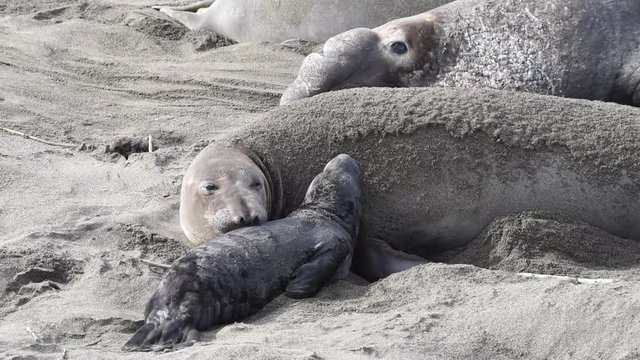 HD video newborn elephant seal pup near mom, male behind. Mothers will fast and nurse up to 28 days, providing pup with rich milk. Pups weigh 75 pounds at birth and gain approx 10 lbs a day nursing.