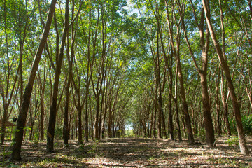 Row of para rubber tree. Rubber plantation background
