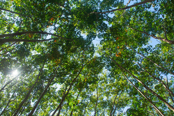 Under view of para rubber tree. Rubber plantation background