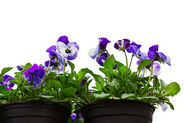 Puple viola tricolor or kiss-me-quick (heart-ease flowers) in small pots at market for gardening, isolated on white background.