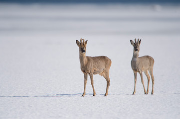 Deer in the snow