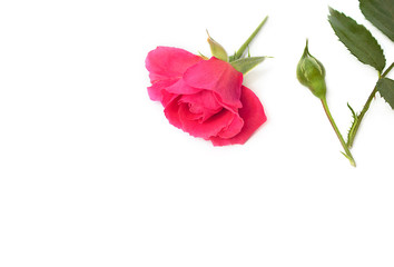 Delicate roses with buds and leaves. Isolated on white background, top view, flat layout. Can be used for wallpapers, postcards and in a variety of designs. Banner