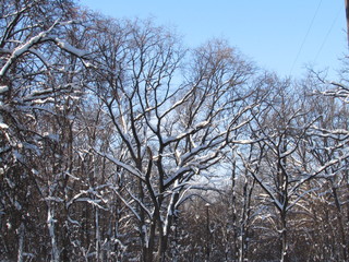 winter tree