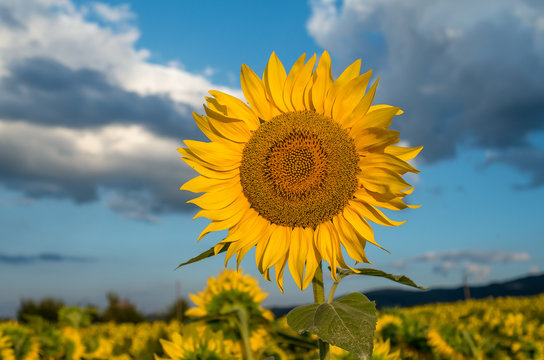 Sunflowers - Field of sunflowers in the summer against the background of the sky.