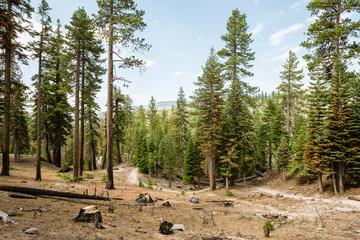 Trail to Rainbow Falls in Inyo National Forest, Ansel Adams Wilderness