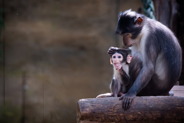 Bébé singe mangabey et sa maman