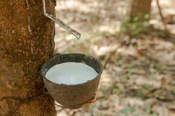 Rubber tree and plastic bowl filled with latex in rubber plantation