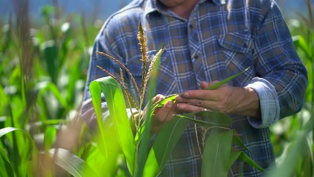 farmer man in corn field. Male farmer hands checking and inspecting quality of plants of organic corn in field. Harvesting Agriculture Harvest Farming no GMO ecology, bio product, natural products