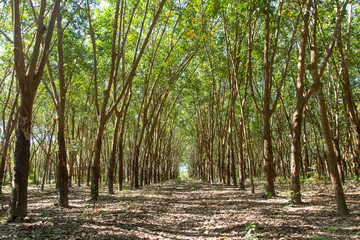 Row of para rubber tree. Rubber plantation background
