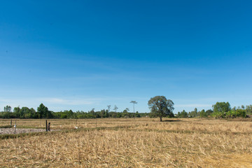 Rice fields after harvest and blue sky background