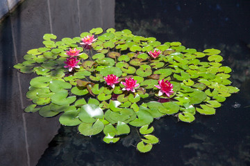 A Circle of Water Lilies